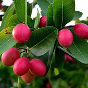 Carissa Berry Seeds