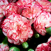 Avranchin Red & White Carnation Seeds