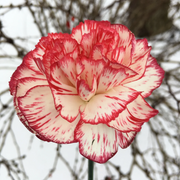 Avranchin Red & White Carnation Seeds