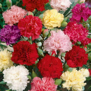 Red Seeds, Dianthus caryophyllus Flower Seeds