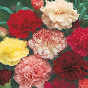 Red Seeds, Dianthus caryophyllus Flower Seeds