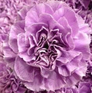 Lavender Seeds, Wildflower Carnation