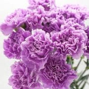 Lavender Seeds, Wildflower Carnation
