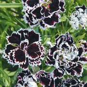 Maroon White Carnation Seeds