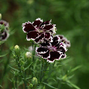 Maroon White Carnation Seeds