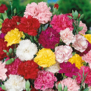 Mixed Colors Carnation Seeds