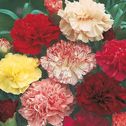 Mixed Colors Carnation Seeds