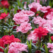 Pink Carnation Seeds