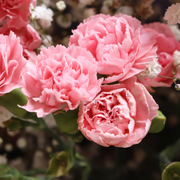 Pink Carnation Seeds