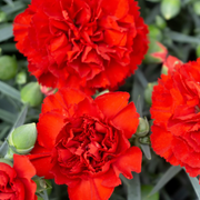 Scarlet Carnation Seeds