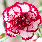 Avranchin Red & White Carnation Seeds