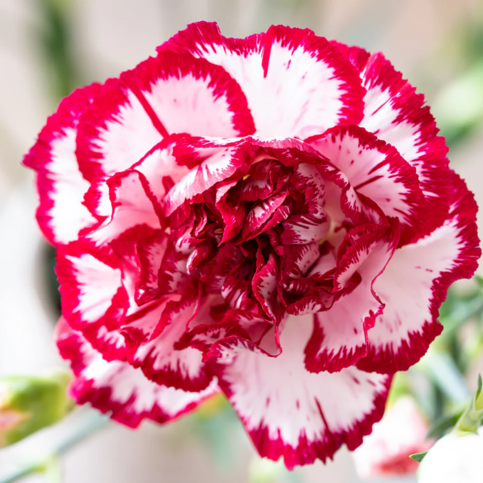 Avranchin Red & White Carnation Seeds