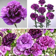 Lavender Seeds, Wildflower Carnation