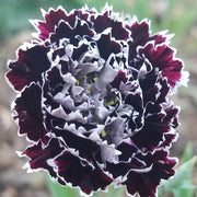Maroon White Carnation Seeds