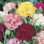 Mixed Colors Carnation Seeds