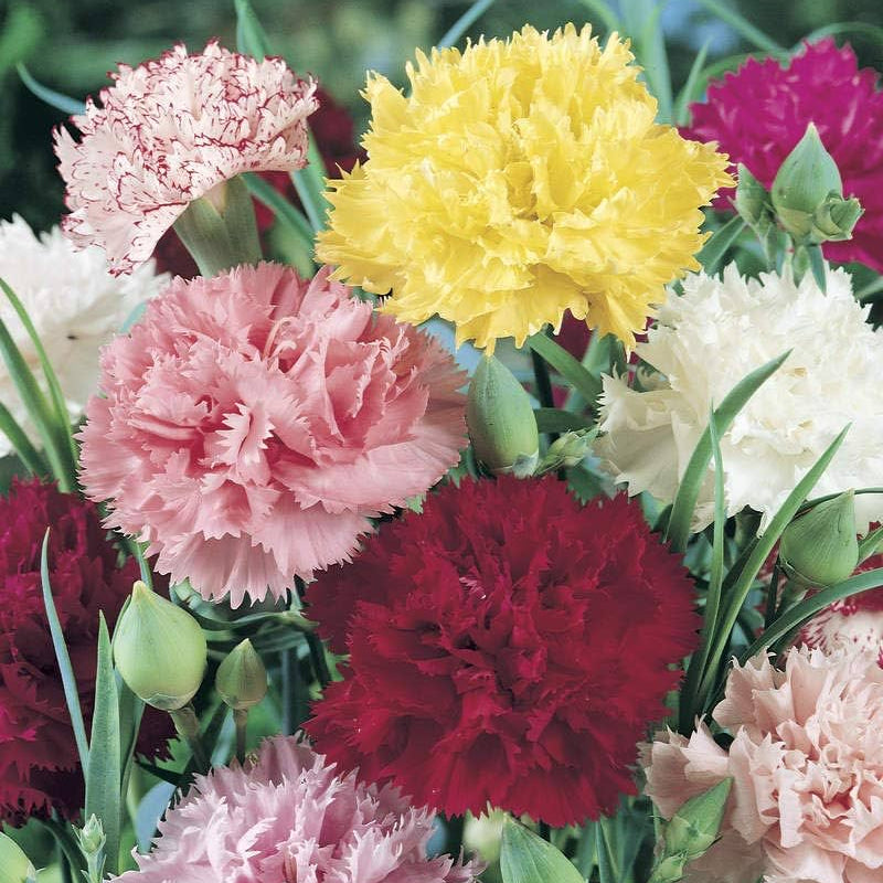 Mixed Colors Carnation Seeds