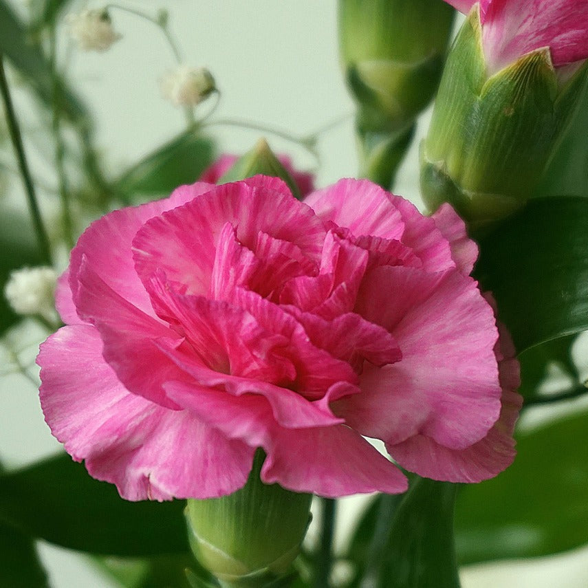 Pink Carnation Seeds