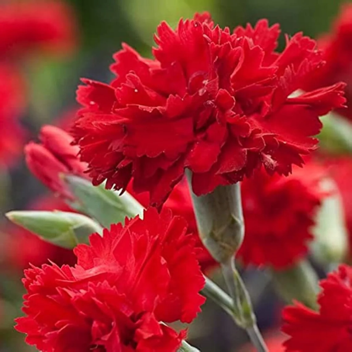 Scarlet Carnation Seeds