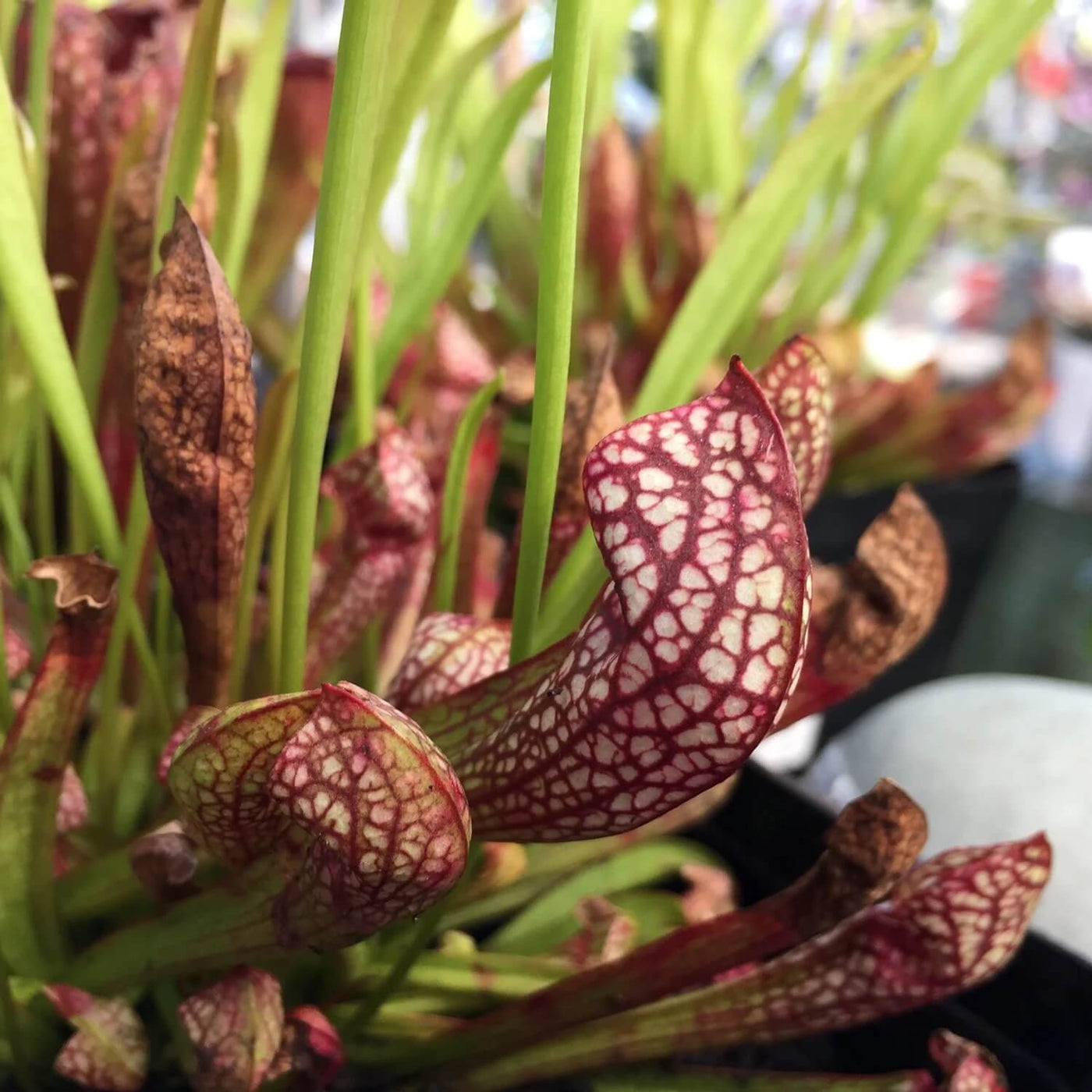 Hybrid Pitcher Seeds