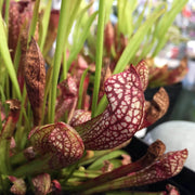 Hybrid Pitcher Seeds