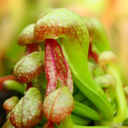 Carnivorous Bog - Ornamental Carnivorous Seeds
