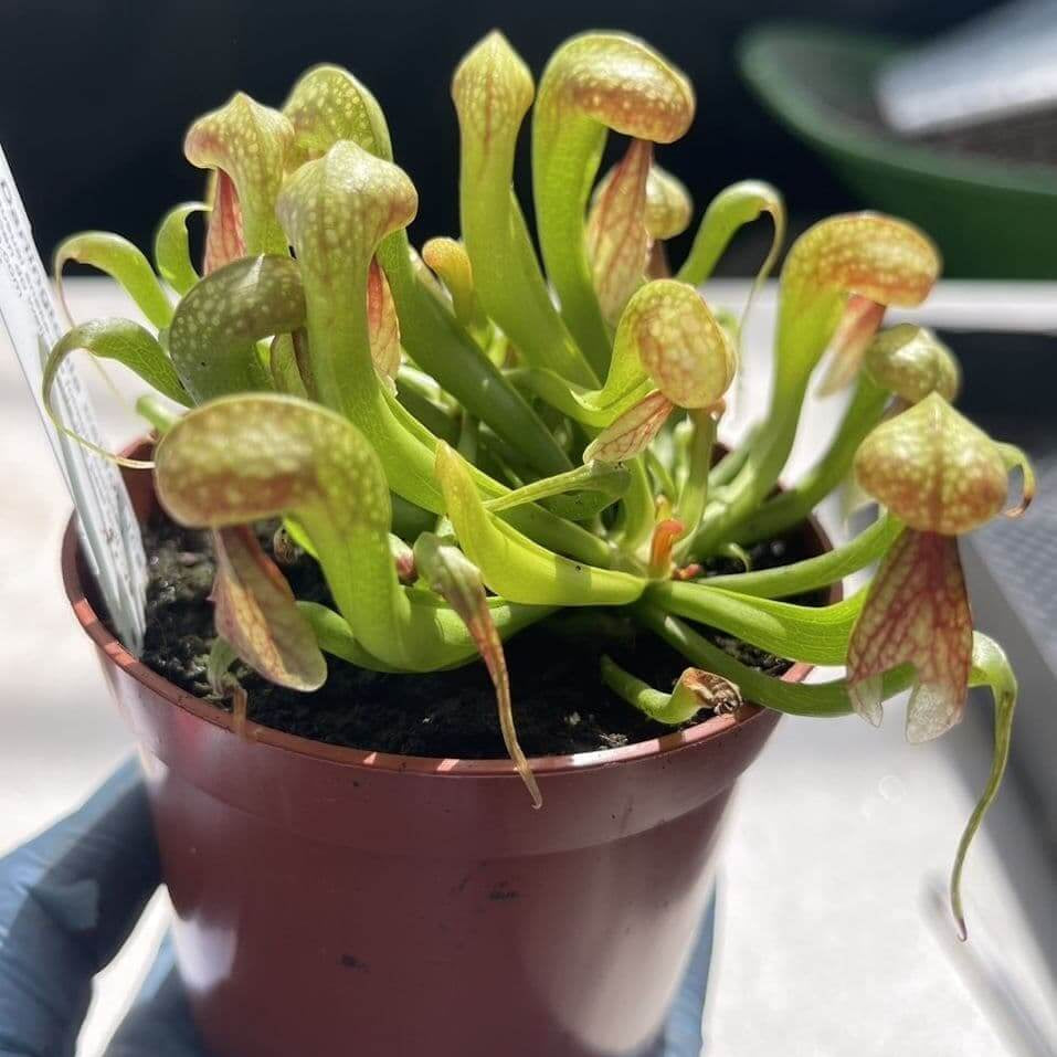 Carnivorous Bog - Ornamental Carnivorous Seeds