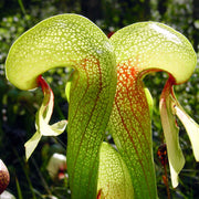 Carnivorous Bog - Ornamental Carnivorous Seeds