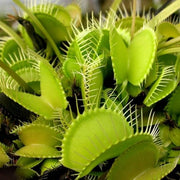 Carnivorous Plant Seeds - Flower Plant