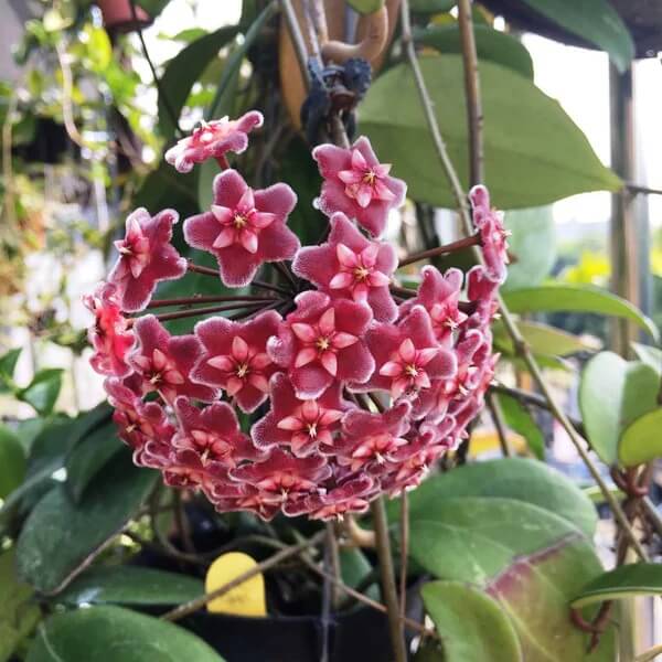 Red Heirloom Wildflower Mix Carnosa Seeds