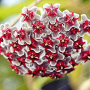 Red Heirloom Wildflower Mix Carnosa Seeds