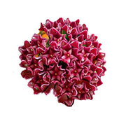 Red Heirloom Wildflower Mix Carnosa Seeds