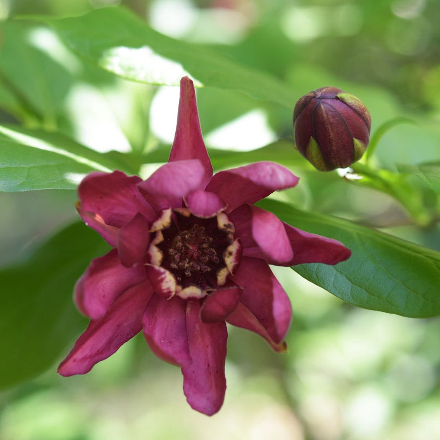 Sweet Shrub Carolina Allspice Seeds
