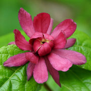 Sweet Shrub Carolina Allspice Seeds