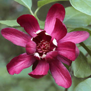 Sweet Shrub Carolina Allspice Seeds