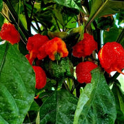 Pepper Carolina Reaper Seeds