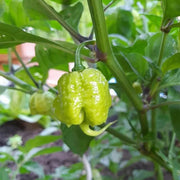 Chili Pepper Carolina Reaper Seeds