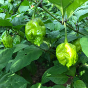 Chili Pepper Carolina Reaper Seeds
