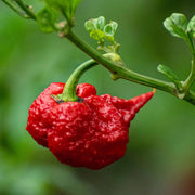 Pepper Carolina Reaper Seeds