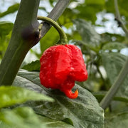 Pepper Carolina Reaper Seeds