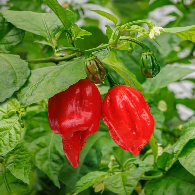 High Heat Carolina Reaper Pepper Seeds