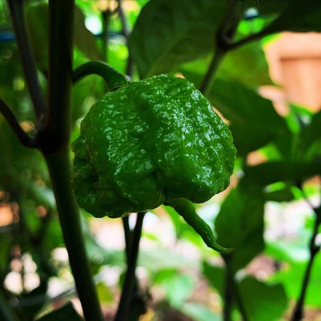 Chili Pepper Carolina Reaper Seeds