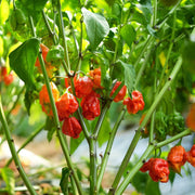 Pepper Carolina Reaper Seeds