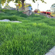 Carpet Lawn Grass Seeds - Flower Plant