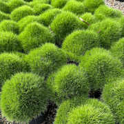 Carpet Lawn Grass Seeds - Flower Plant