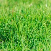 Carpet Lawn Grass Seeds - Flower Plant
