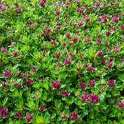 Carpet Thyme Seeds - Flower Plant