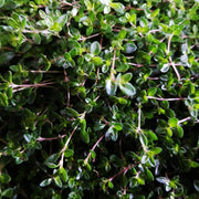 Carpet Thyme Seeds - Flower Plant