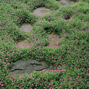 Carpet Thyme Seeds - Flower Plant