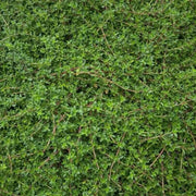 Carpet Thyme Seeds - Flower Plant
