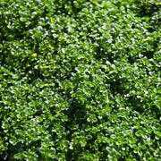 Carpet Thyme Seeds